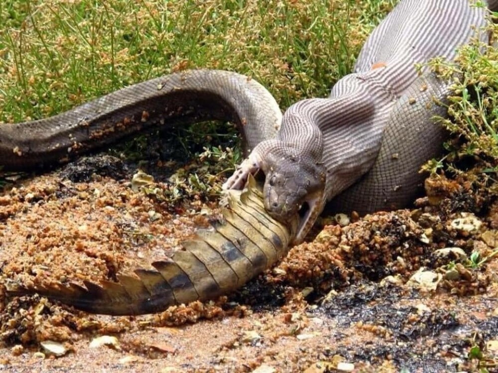 Momentul șocant în care un crocodil e înghițit de un piton. GALERIE FOTO - Imaginea 1