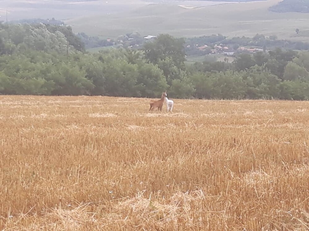 Imagini virale cu o căprioară albă pe un câmp din Cluj: 