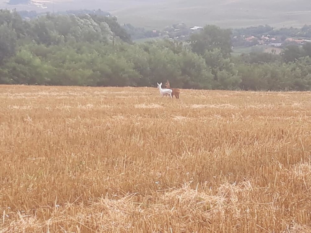 Imagini virale cu o căprioară albă pe un câmp din Cluj: 