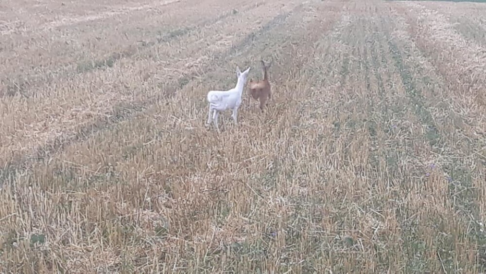 Imagini virale cu o căprioară albă pe un câmp din Cluj: 