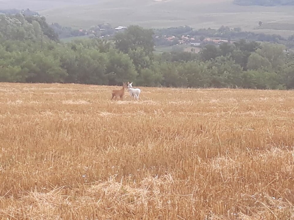 Imagini virale cu o căprioară albă pe un câmp din Cluj: 