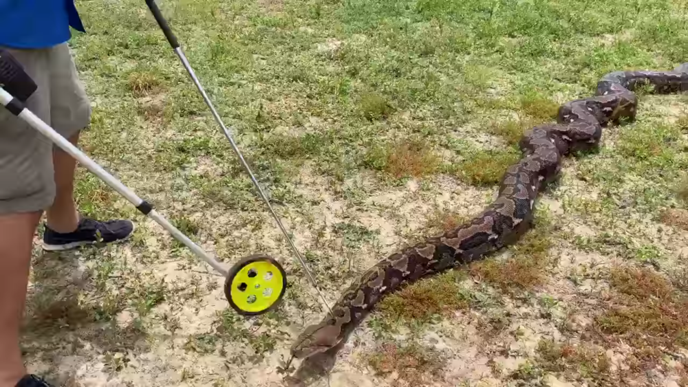 Momentul în care un bărbat măsoară un piton uriaș. Unde era șarpele. VIDEO - Imaginea 1