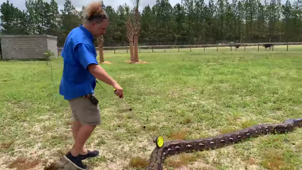 Momentul în care un bărbat măsoară un piton uriaș. Unde era șarpele. VIDEO - Imaginea 2