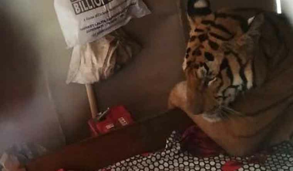 Un tigru fugit din calea inundaţiilor a fost descoperit relaxându-se în patul unei case - Imaginea 1