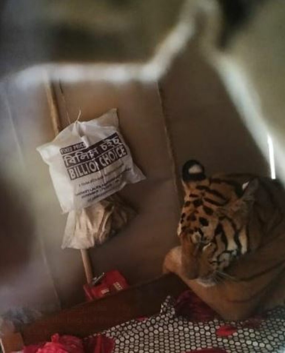 Un tigru fugit din calea inundaţiilor a fost descoperit relaxându-se în patul unei case - Imaginea 2