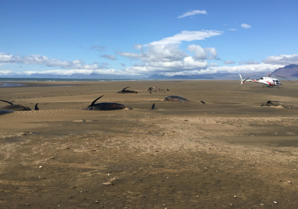 Mister în jurul a 50 de balene găsite moarte pe o plajă din Islanda. Imagini sfâșietoare - Imaginea 1