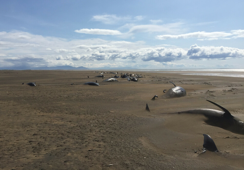 Mister în jurul a 50 de balene găsite moarte pe o plajă din Islanda. Imagini sfâșietoare - Imaginea 2