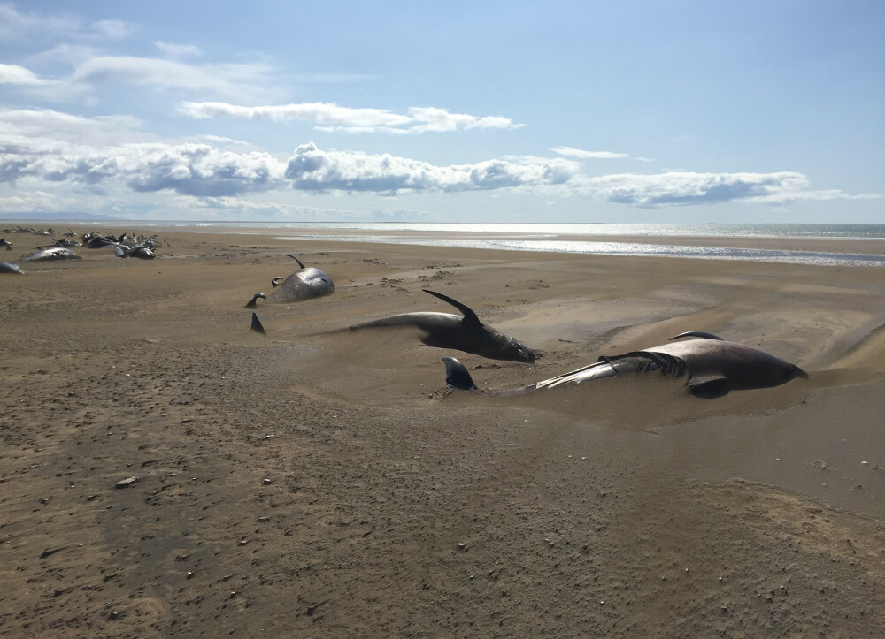 Mister în jurul a 50 de balene găsite moarte pe o plajă din Islanda. Imagini sfâșietoare - Imaginea 3