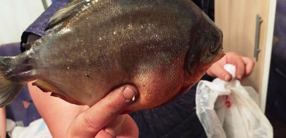 Un pescar susține că a găsit Piranha într-un lac din România. Explicația autorităților - Imaginea 3