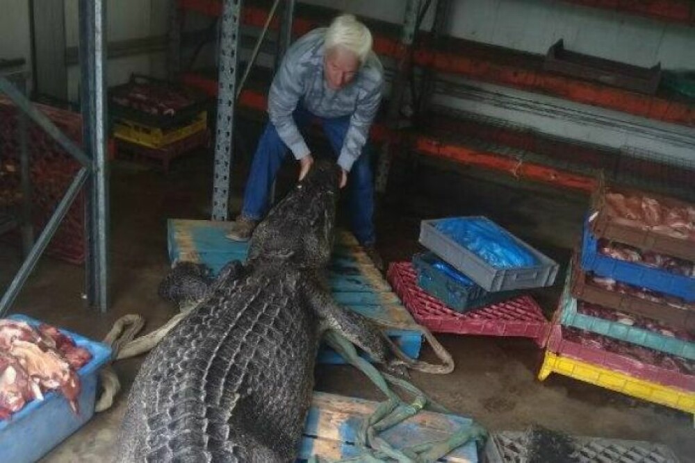 Descoperirea făcută de un fermier în stomacul unui crocodil pe care l-a îngrijit ani de zile - Imaginea 3