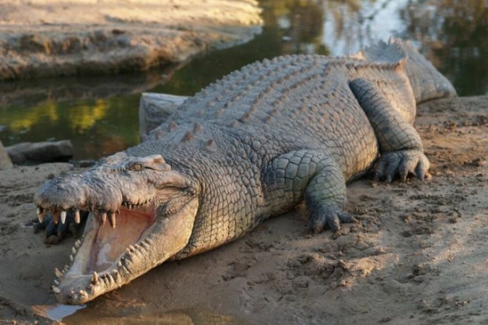 Descoperirea făcută de un fermier în stomacul unui crocodil pe care l-a îngrijit ani de zile - Imaginea 1