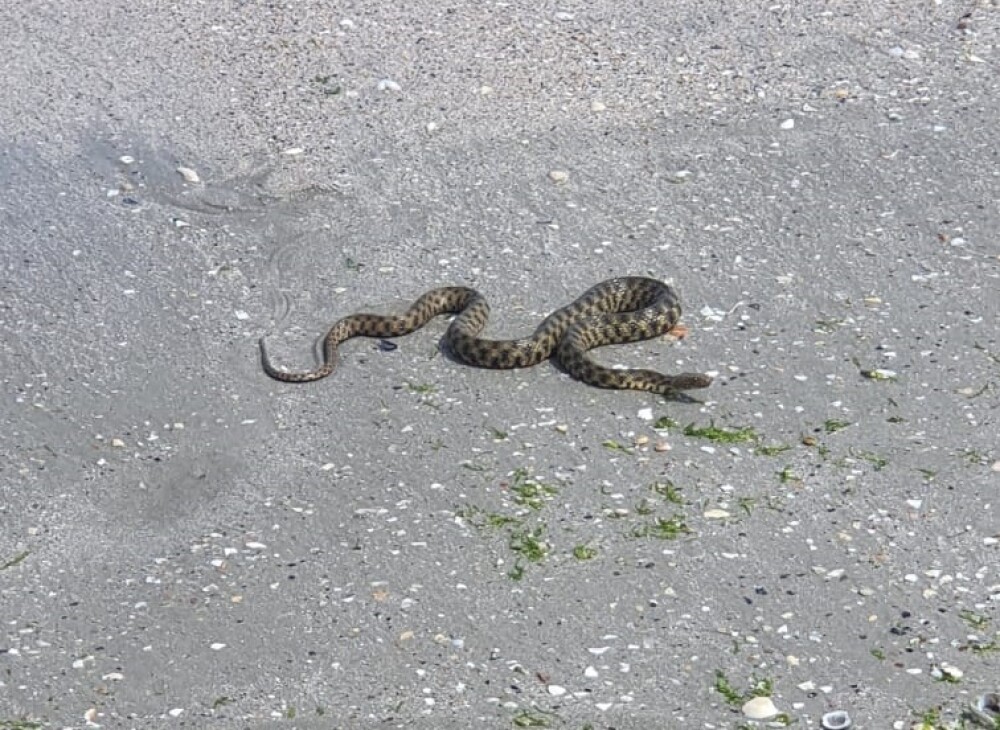 VIDEO. Un șarpe a fost zărit pe plaja din Mamaia. Reacția turiștilor - Imaginea 1