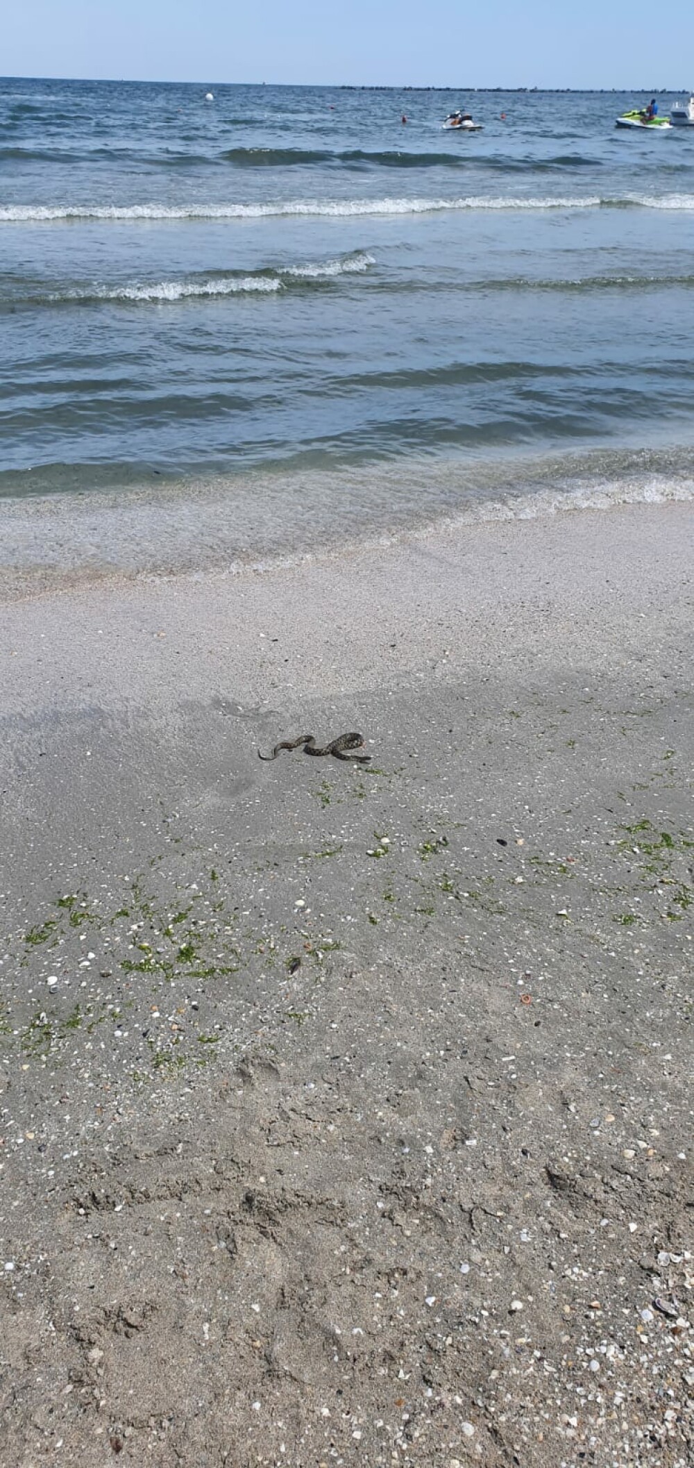 VIDEO. Un șarpe a fost zărit pe plaja din Mamaia. Reacția turiștilor - Imaginea 2