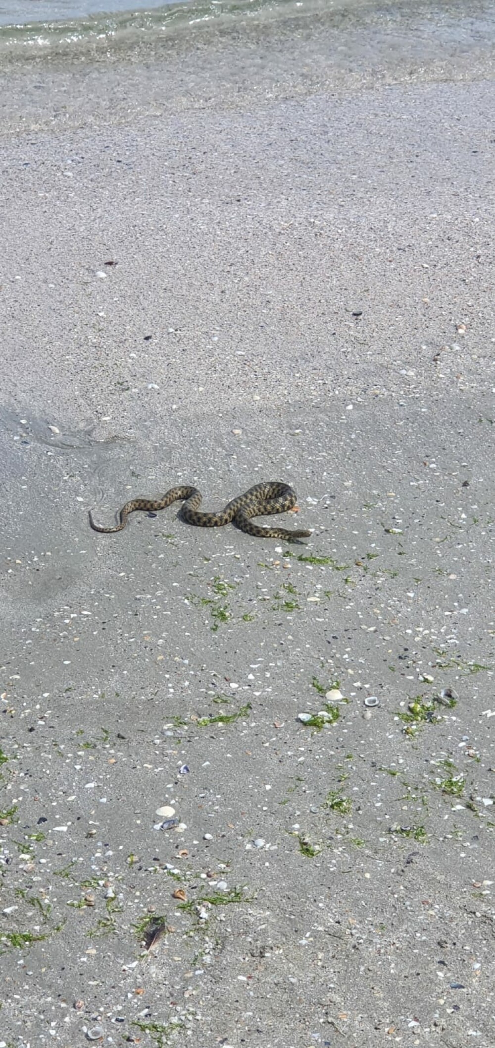 VIDEO. Un șarpe a fost zărit pe plaja din Mamaia. Reacția turiștilor - Imaginea 3