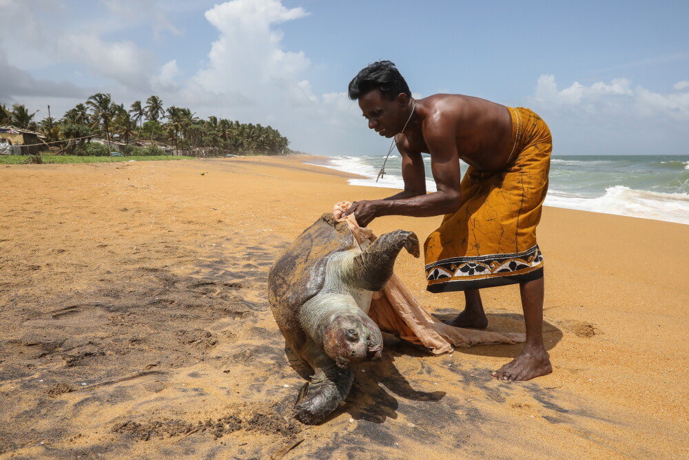 Dezastru marin în Sri Lanka. Peste 170 de țestoase moarte au ajuns pe o plajă - Imaginea 2