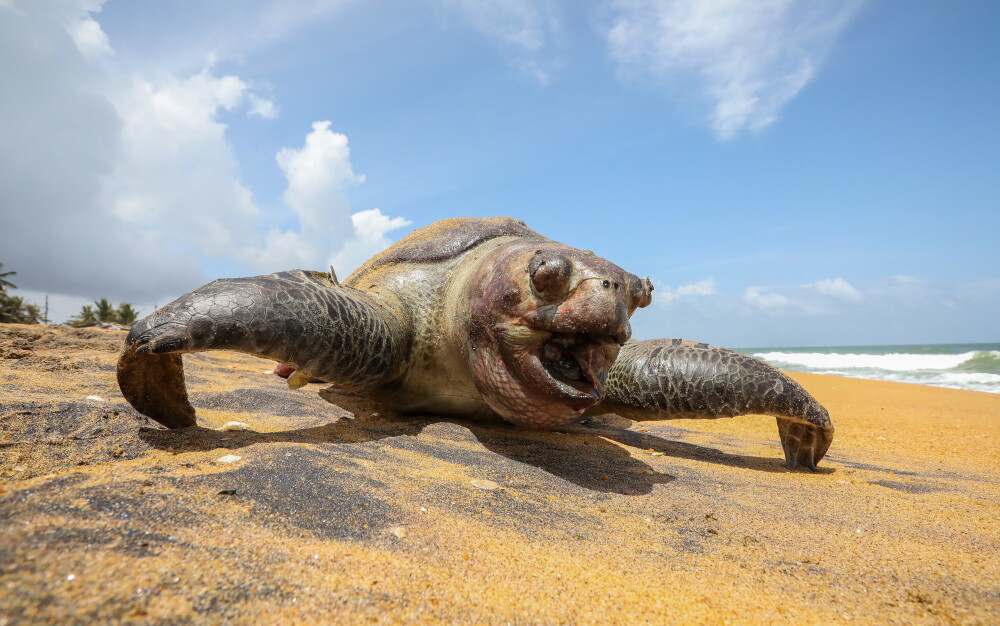 Dezastru marin în Sri Lanka. Peste 170 de țestoase moarte au ajuns pe o plajă - Imaginea 3