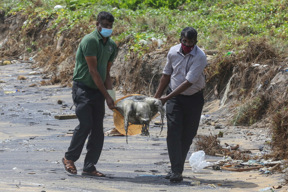Dezastru marin în Sri Lanka. Peste 170 de țestoase moarte au ajuns pe o plajă - Imaginea 4