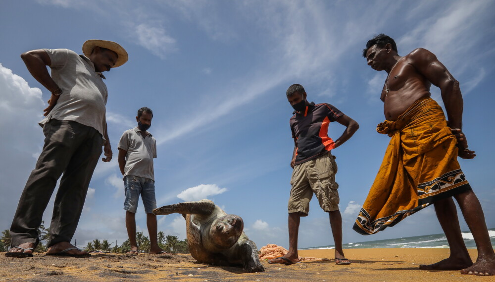Dezastru marin în Sri Lanka. Peste 170 de țestoase moarte au ajuns pe o plajă - Imaginea 5
