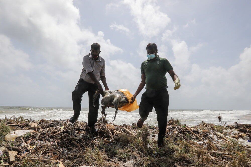 Dezastru marin în Sri Lanka. Peste 170 de țestoase moarte au ajuns pe o plajă - Imaginea 6