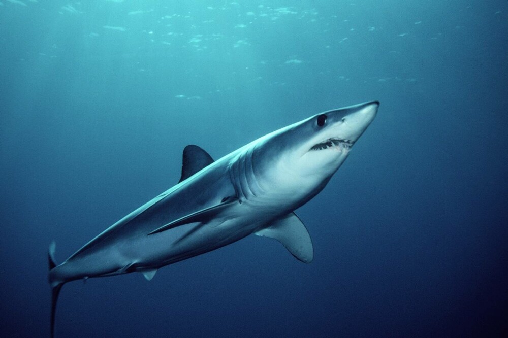 Românca ucisă în Egipt nu a avut nicio șansă în fața rechinului Mako. Acesta își atacă prada cu o viteză foarte mare | FOTO - Imaginea 4