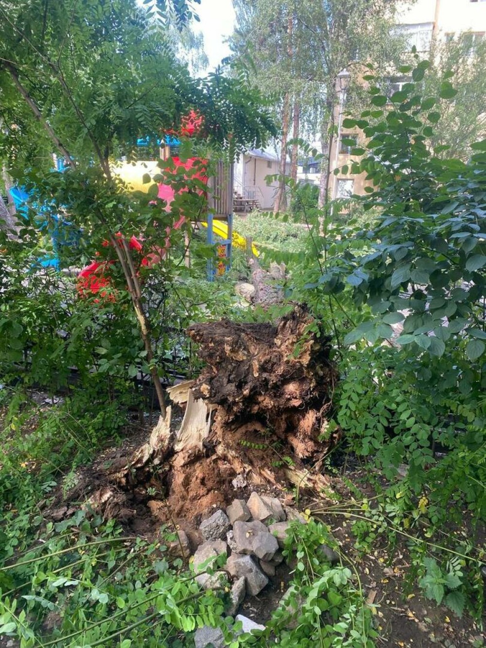 Un copil a fost rănit după ce un copac s-a rupt şi a căzut peste el, la un loc de joacă din Suceava. FOTO - Imaginea 4