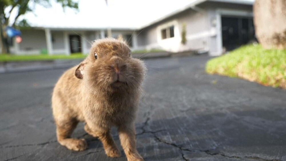 Invazie de iepurași într-un oraș, după ce un bărbat și-a eliberat animalele de companie înainte să se mute - Imaginea 1