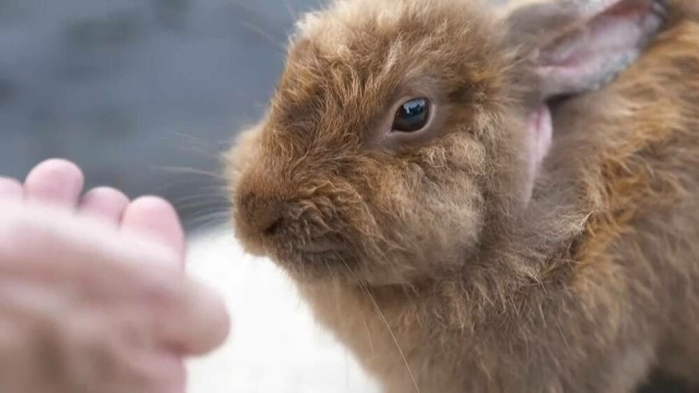 Invazie de iepurași într-un oraș, după ce un bărbat și-a eliberat animalele de companie înainte să se mute - Imaginea 5