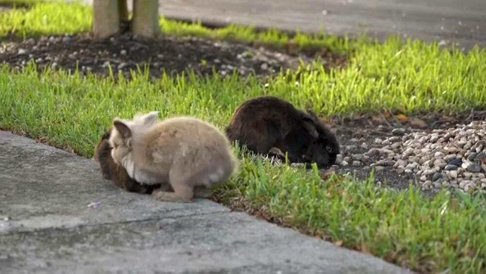 Invazie de iepurași într-un oraș, după ce un bărbat și-a eliberat animalele de companie înainte să se mute - Imaginea 10