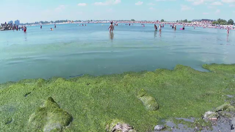„Nu a mai fost niciodată așa.” Tone de alge putrezite au împânzit sudul litoralului și le strică vacanța turiștilor - Imaginea 4