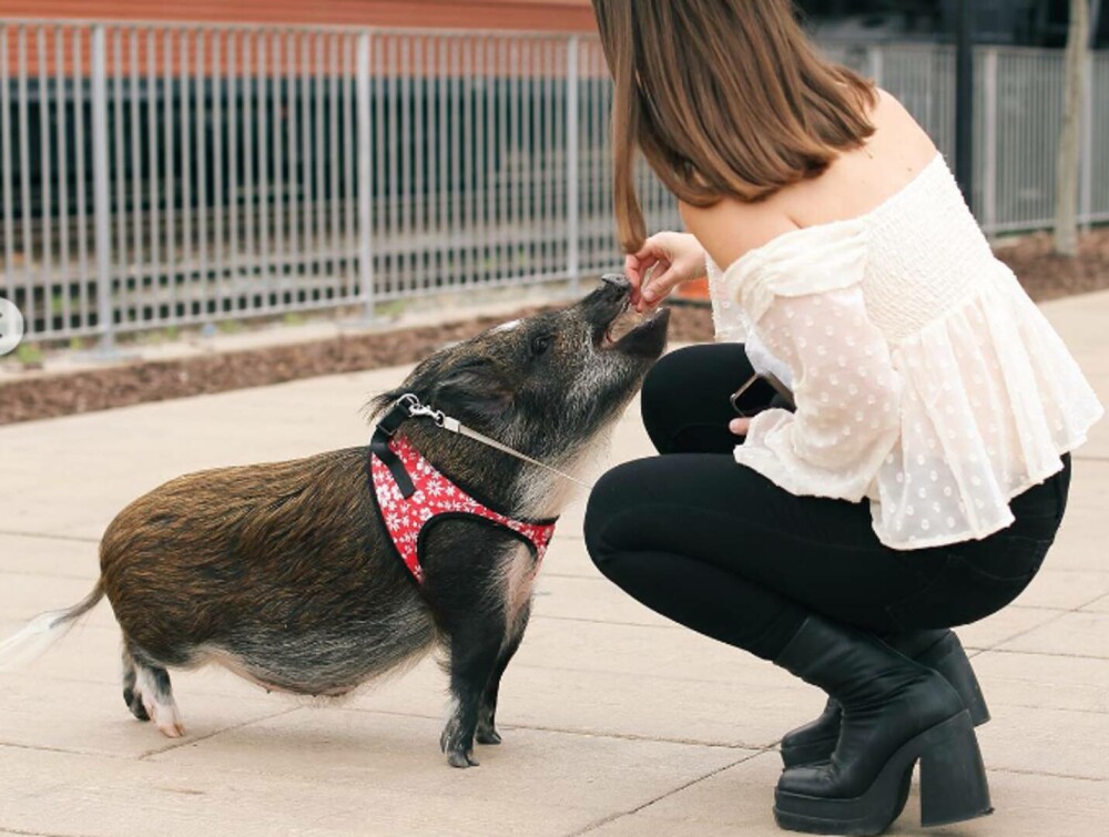 „Dorm alături de el. Este extrem de drăgălaș”. O tânără a ales un porc pe post de animal de companie. GALERIE FOTO - Imaginea 11