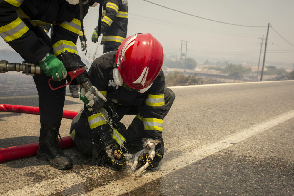 Pompierii români salvează animale din infernul elen. Imagini emoționante surprinse în timpul luptei cu flăcările | FOTO - Imaginea 6