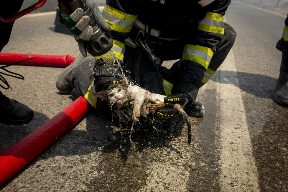 Pompierii români salvează animale din infernul elen. Imagini emoționante surprinse în timpul luptei cu flăcările | FOTO - Imaginea 7
