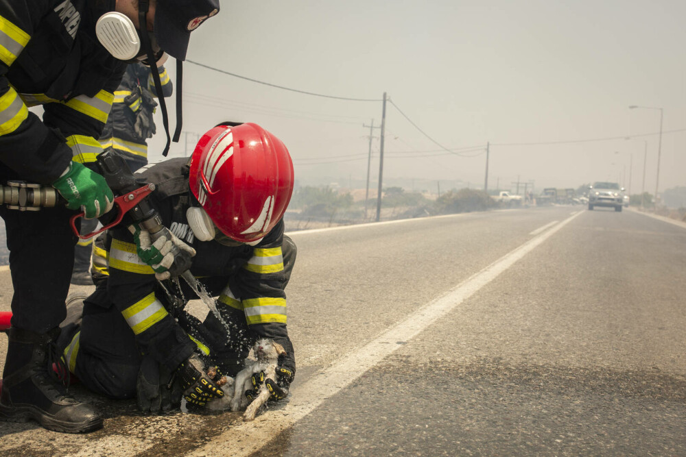 Pompierii români salvează animale din infernul elen. Imagini emoționante surprinse în timpul luptei cu flăcările | FOTO - Imaginea 8