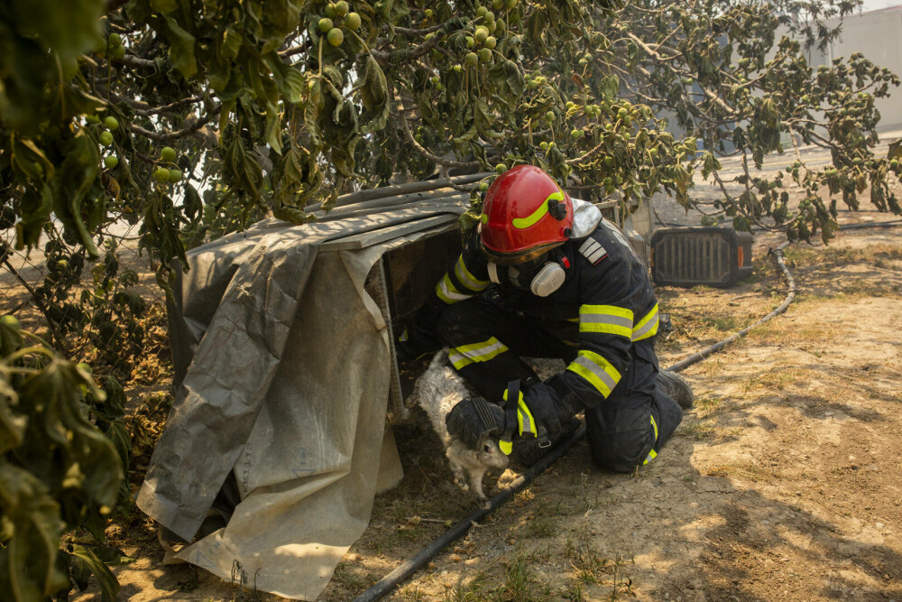 Pompierii români salvează animale din infernul elen. Imagini emoționante surprinse în timpul luptei cu flăcările | FOTO - Imaginea 10