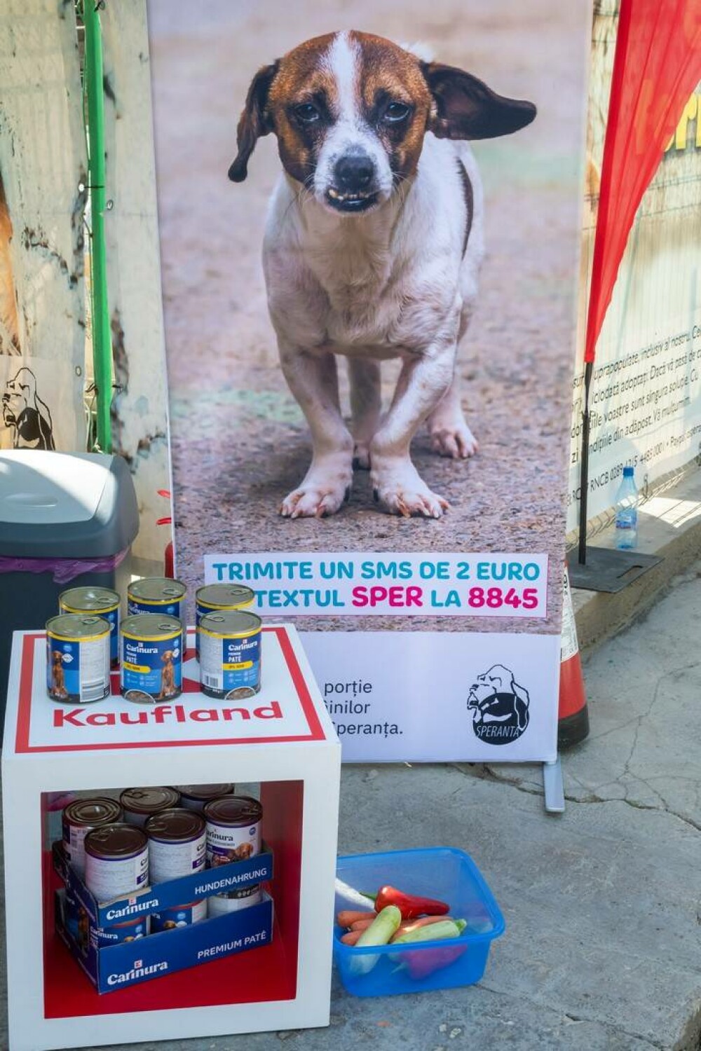 (P) Kaufland România se alătură Adăpostului Speranța: peste 500 porții de mâncare, gătite pentru câinii din adăpost - Imaginea 1