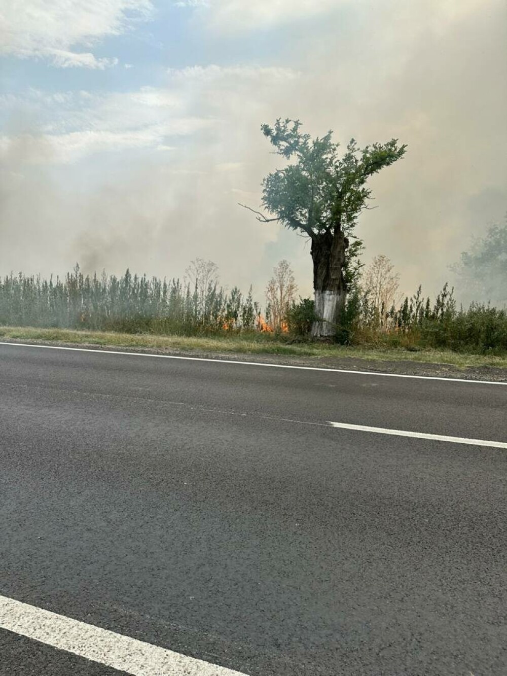 Incendiu de vegetație uscată în Popești-Leordeni. Flăcările s-au extins la o locuință | FOTO & VIDEO - Imaginea 4