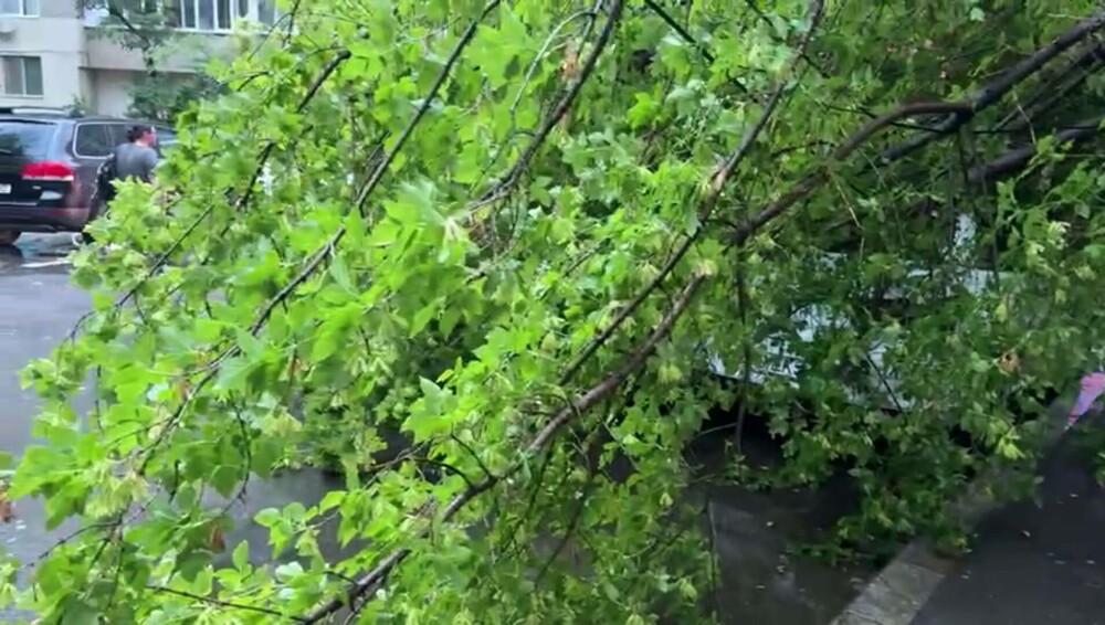Furtună în București. Mai mulți copaci au fost doborâți de vântul puternic - Imaginea 6