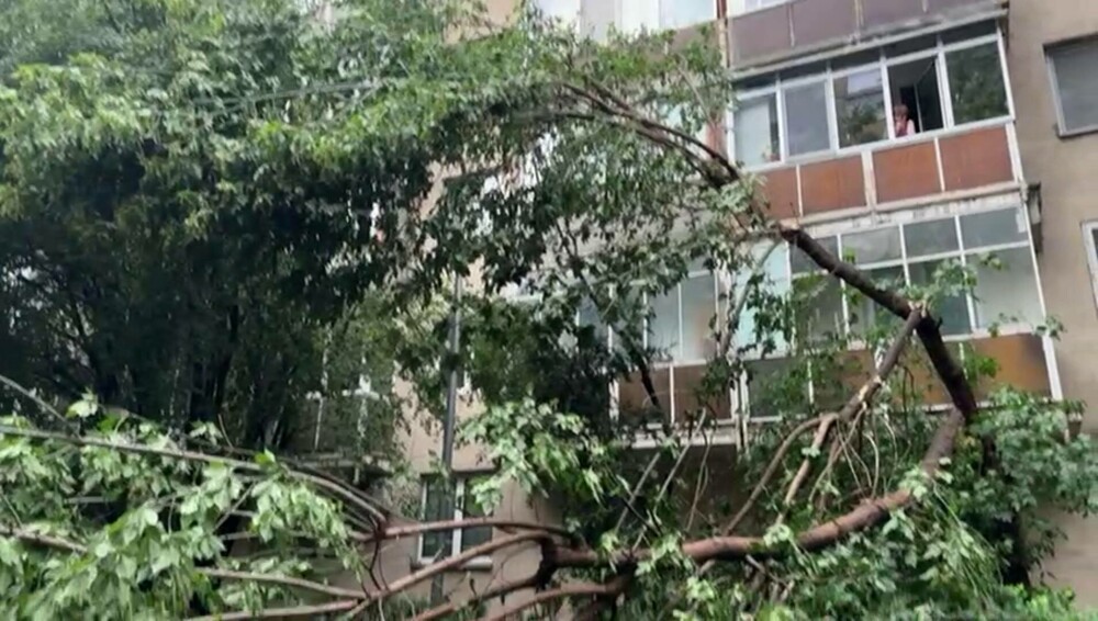 Furtună în București. Mai mulți copaci au fost doborâți de vântul puternic - Imaginea 5