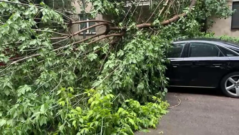 Furtună în București. Mai mulți copaci au fost doborâți de vântul puternic - Imaginea 4