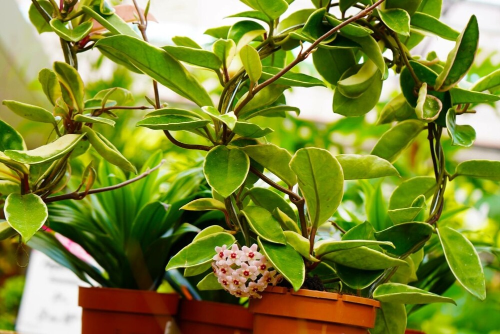 Plantele care aduc iubire și armonie. Cum să le folosești în casă și grădină - Imaginea 2