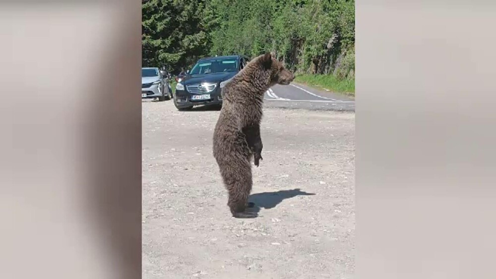 Detaliul cutremurător descoperit în telefonul turistului ucis de o ursoaică pe Transfăgărășan. Greșeala care i-a fost fatală - Imaginea 1