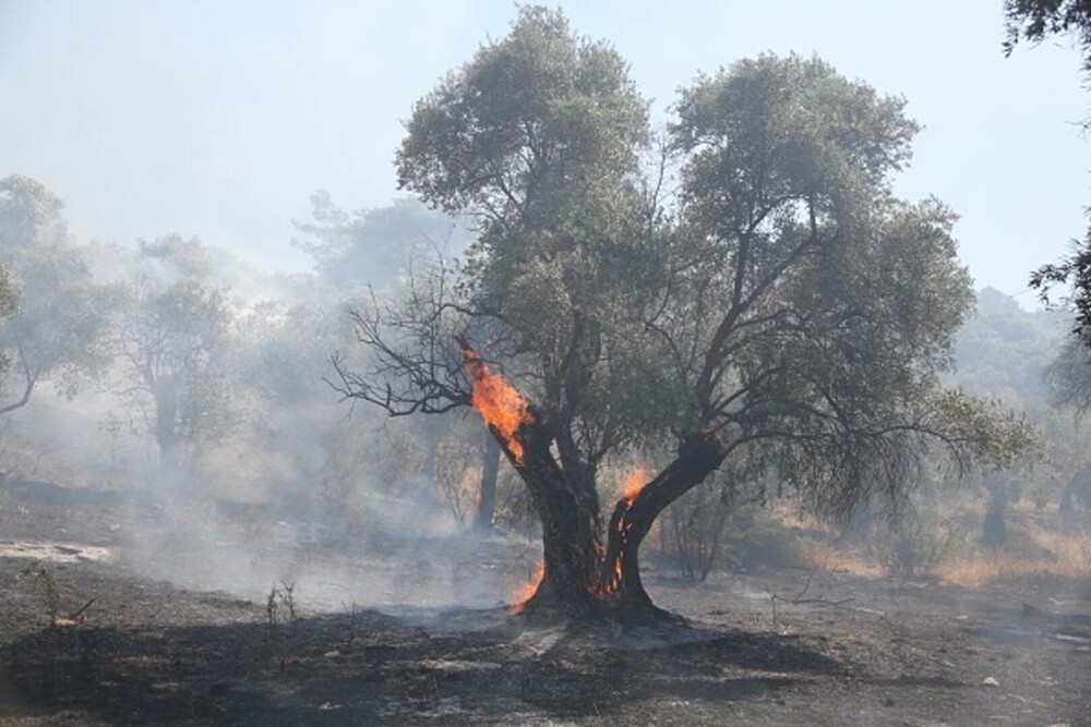 Turcia, împărțită între incendii de vegetaţie și ninsori. „E prima dacă când văd zăpadă în iulie”. GALERIE FOTO - Imaginea 25