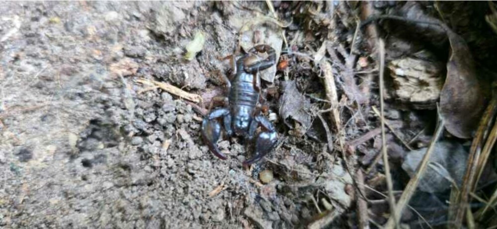 Zona din România invadată de scorpioni veninoși: ”Focarul este la noi”. Cât de periculoasă e înțepătura lor | FOTO & VIDEO - Imaginea 1