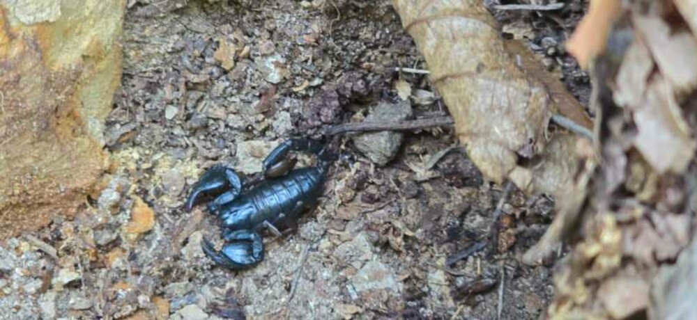 Zona din România invadată de scorpioni veninoși: ”Focarul este la noi”. Cât de periculoasă e înțepătura lor | FOTO & VIDEO - Imaginea 2