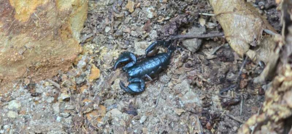 Zona din România invadată de scorpioni veninoși: ”Focarul este la noi”. Cât de periculoasă e înțepătura lor | FOTO & VIDEO - Imaginea 4