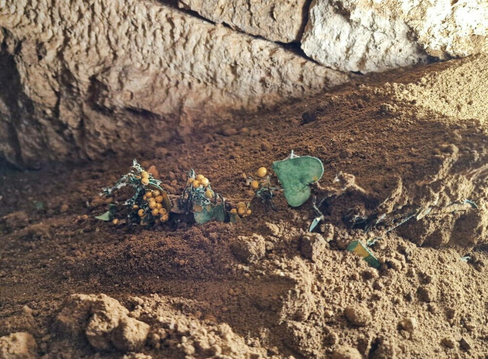 Descoperire arheologică excepțională la Mangalia. Piese de aur vechi de 2.300 de ani intră direct în Tezaurul României VIDEO - Imaginea 1