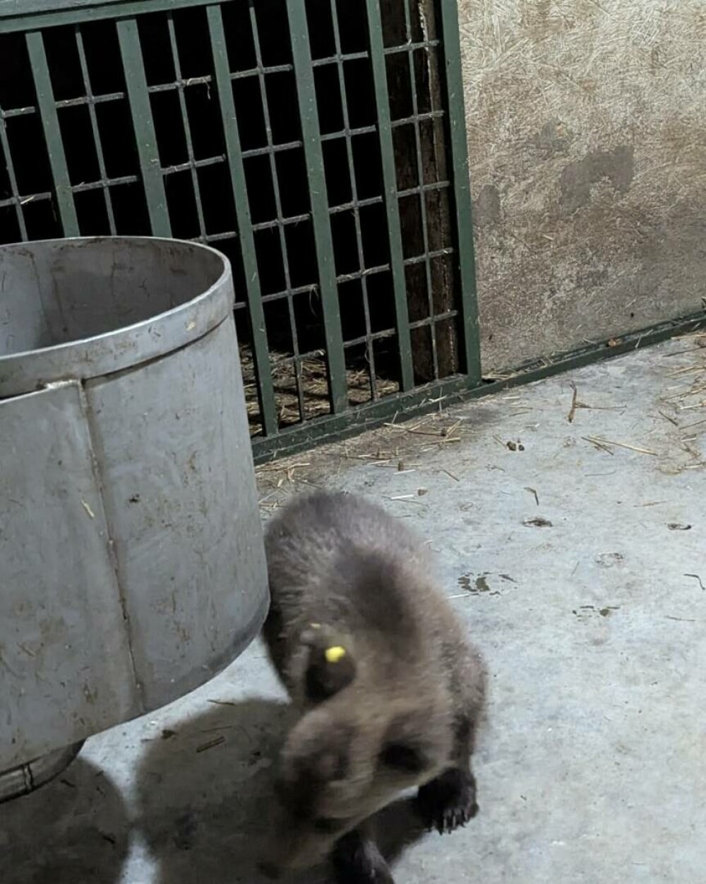 Primele imagini cu puiul ursoaicei împușcate, în noul lui cămin: „După 7 zile de frică, strigând după mama lui ucisă” | FOTO - Imaginea 4
