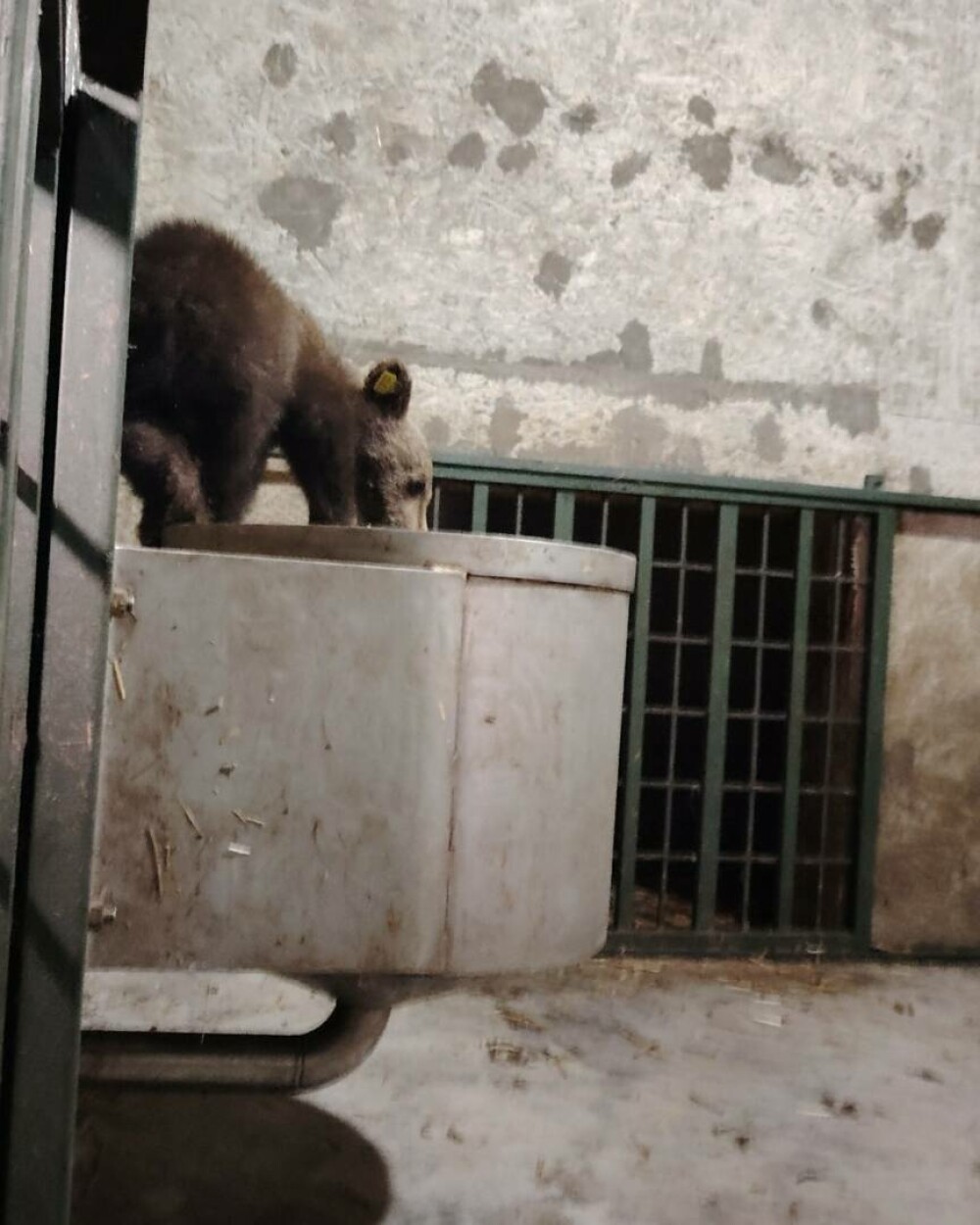 Primele imagini cu puiul ursoaicei împușcate, în noul lui cămin: „După 7 zile de frică, strigând după mama lui ucisă” | FOTO - Imaginea 5