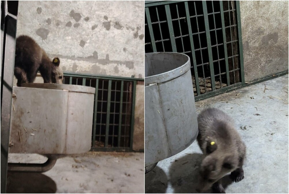 Primele imagini cu puiul ursoaicei împușcate, în noul lui cămin: „După 7 zile de frică, strigând după mama lui ucisă” | FOTO - Imaginea 1