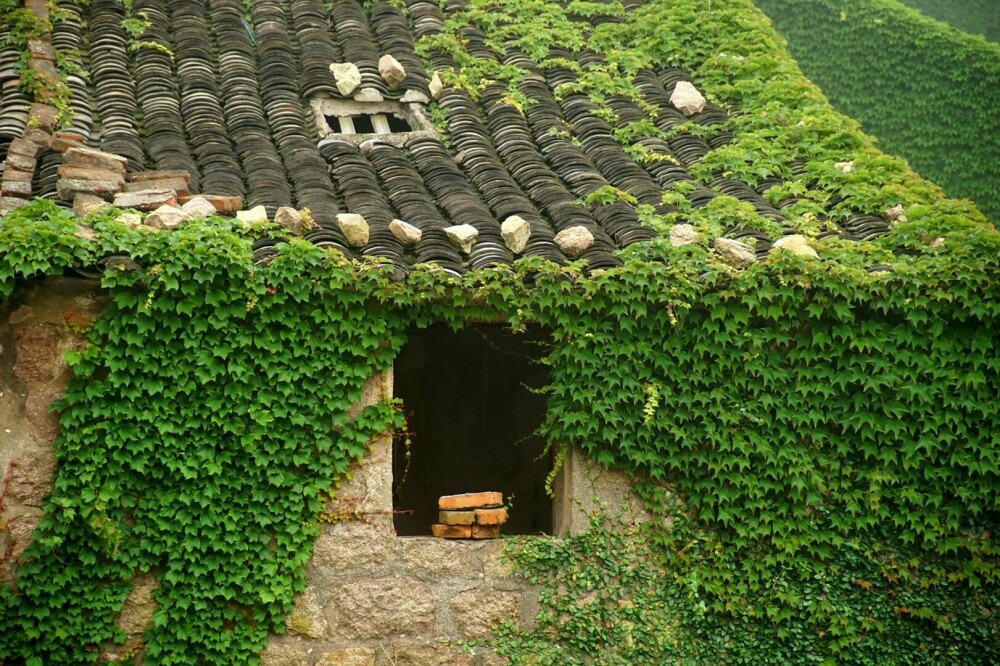 Un sat abandonat din China, înghițit de natură. Vegetația a acoperit complet casele uitate de localnici. FOTO - Imaginea 2